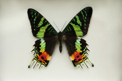 Photo of Beautiful Urania ripheus butterfly on white background
