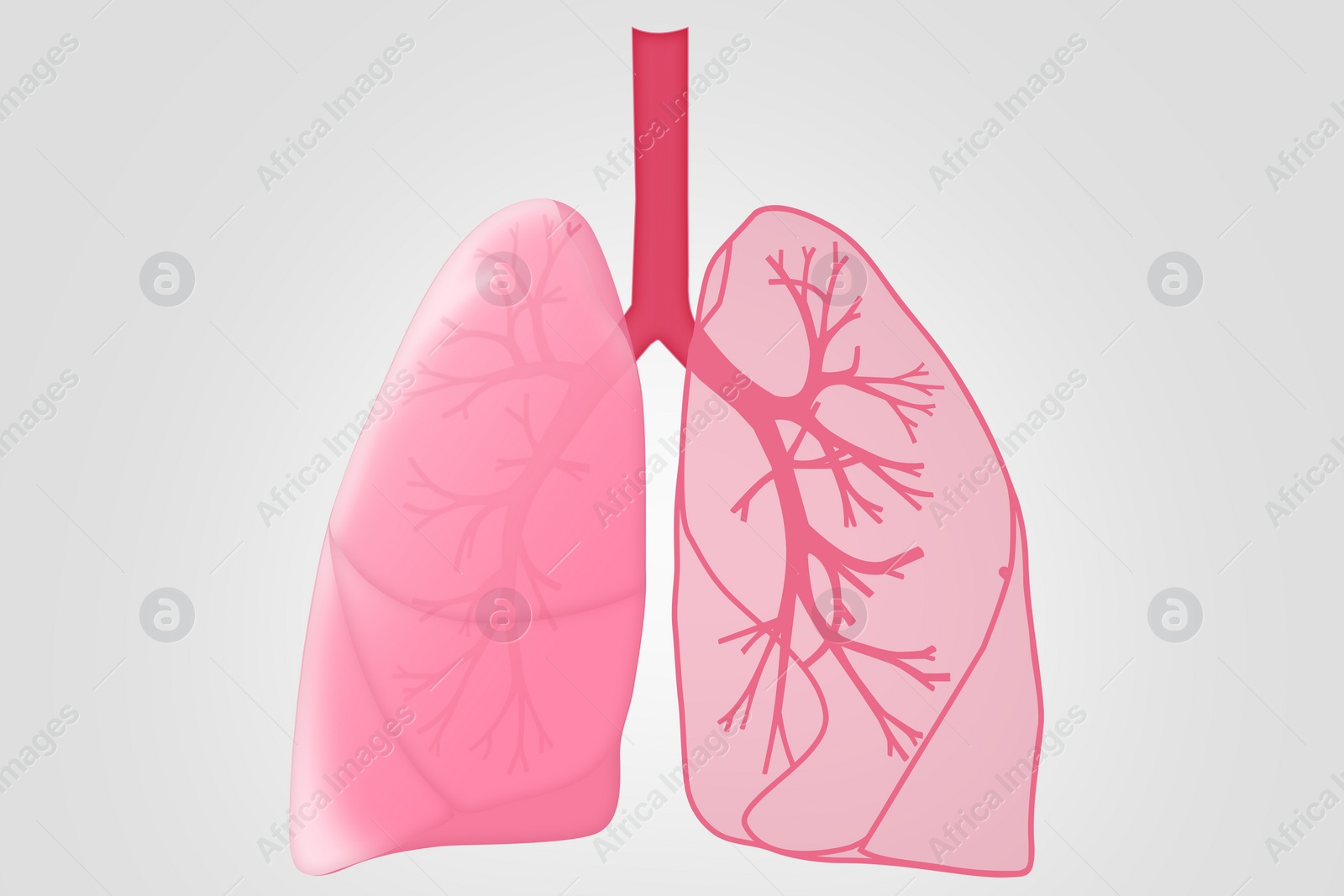 Illustration of  human lungs on white background