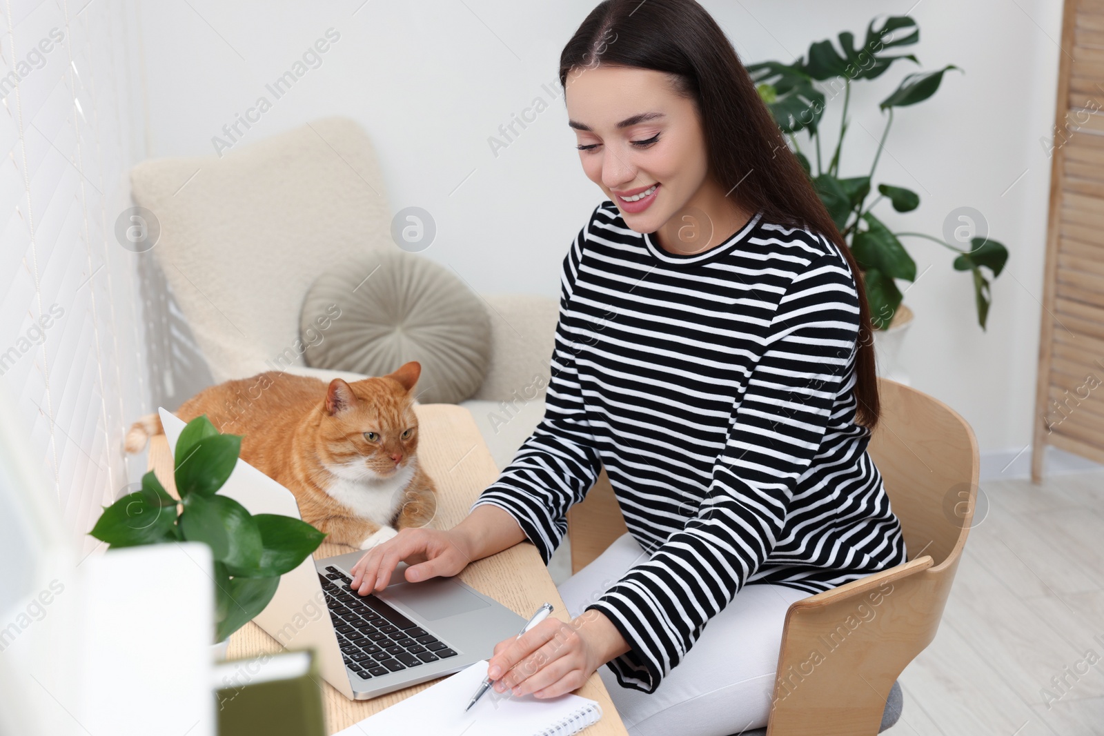 Photo of Happy woman working with laptop at home. Cute cat lying on wooden desk near owner