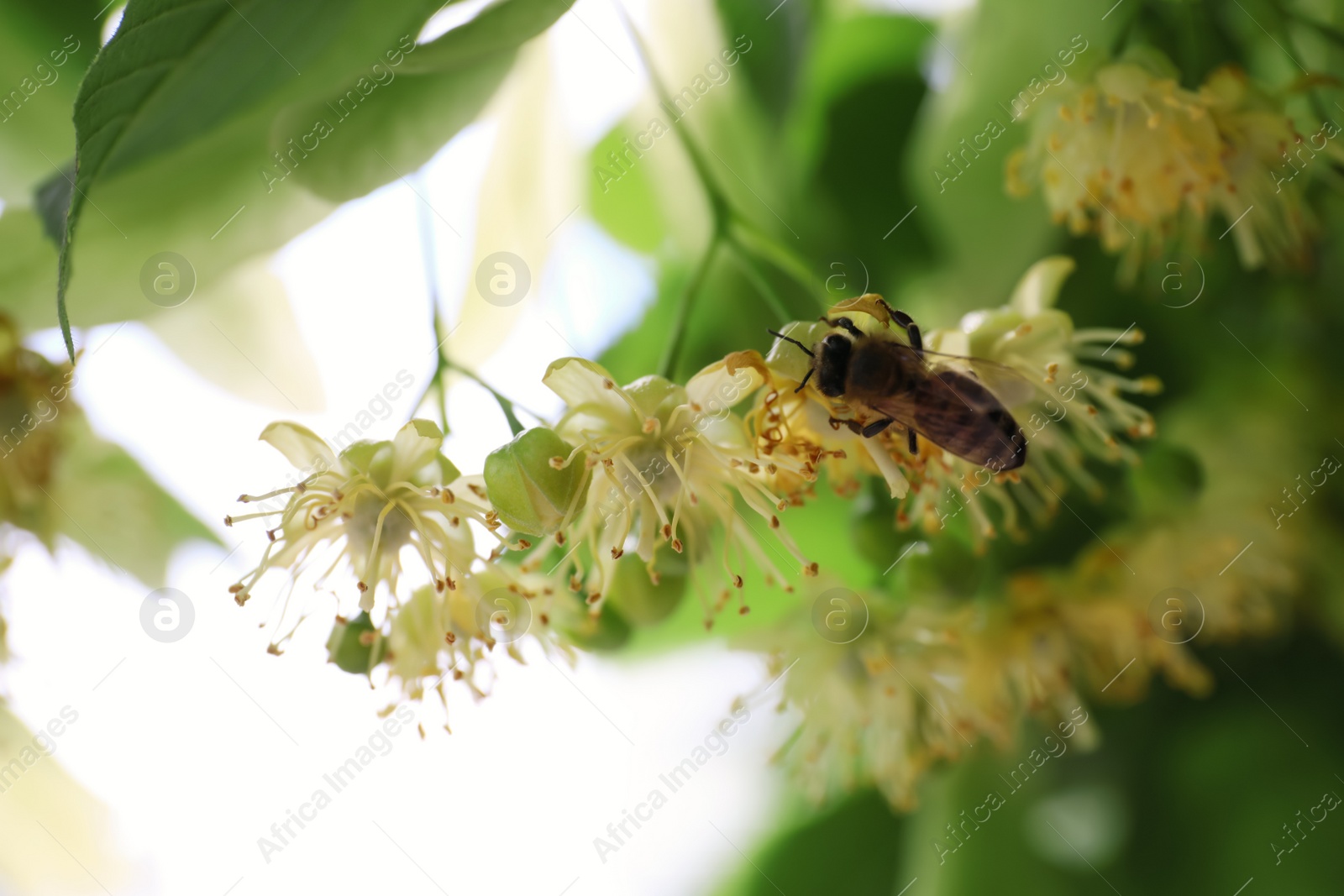 Photo of Bee on branch of linden tree with fresh young green leaves and blossom outdoors, closeup. Spring season