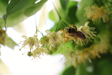 Photo of Bee on branch of linden tree with fresh young green leaves and blossom outdoors, closeup. Spring season