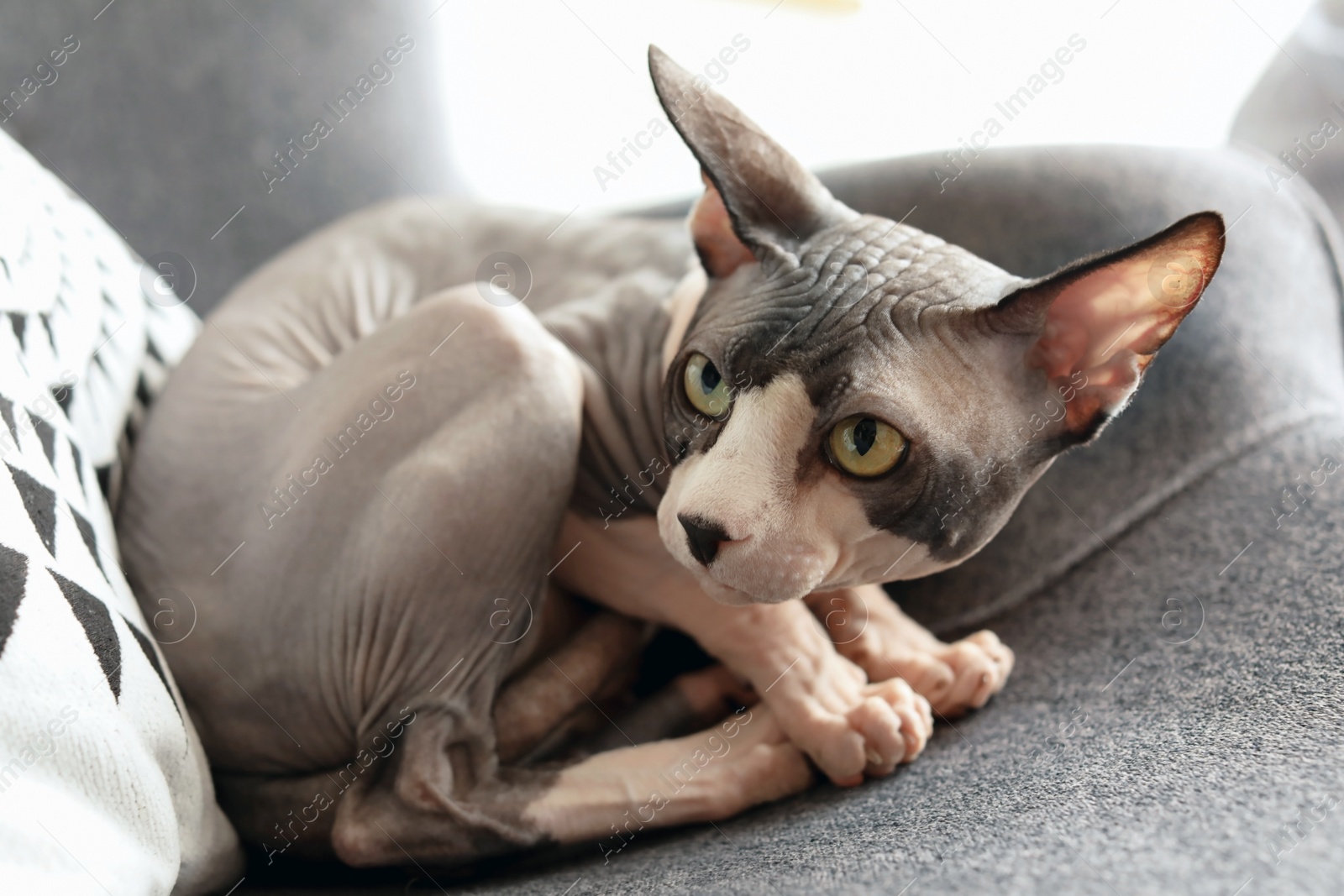 Photo of Sphynx cat resting on armchair at home