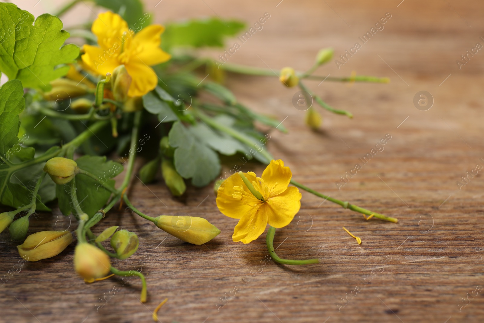 Photo of Beautiful celandine flowers on wooden table, closeup