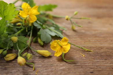 Beautiful celandine flowers on wooden table, closeup