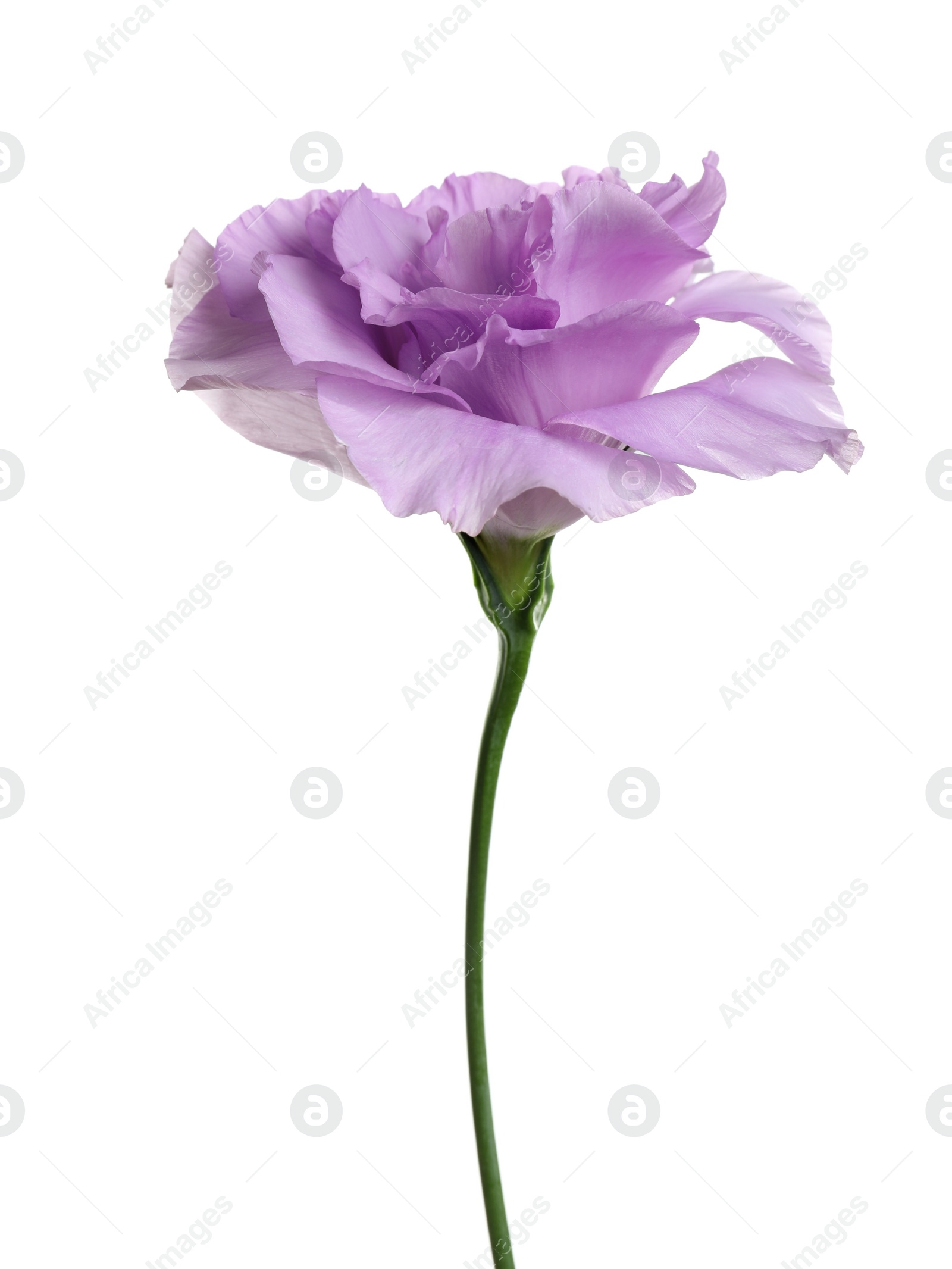 Photo of Beautiful Eustoma flower on white background