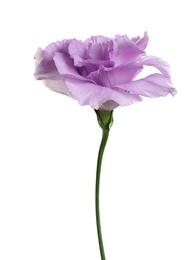 Photo of Beautiful Eustoma flower on white background