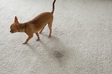 Photo of Adorable Chihuahua dog near wet spot on carpet indoors. Space for text