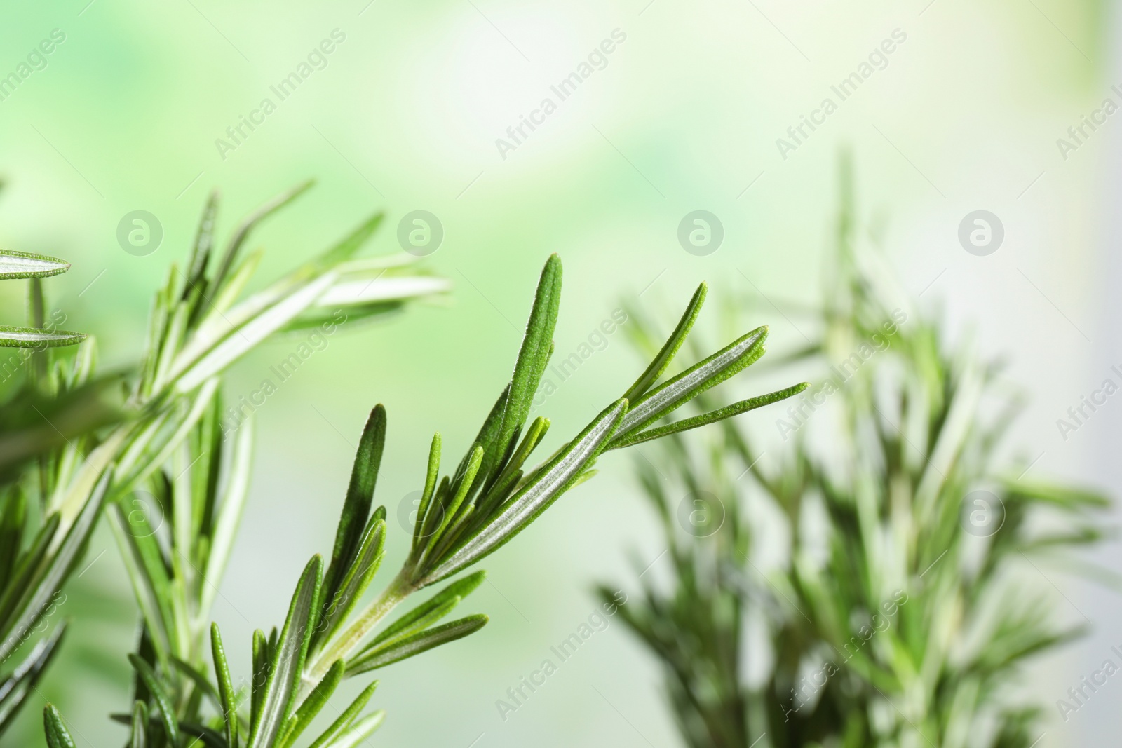 Photo of Branches of fresh rosemary on blurred green background, space for text