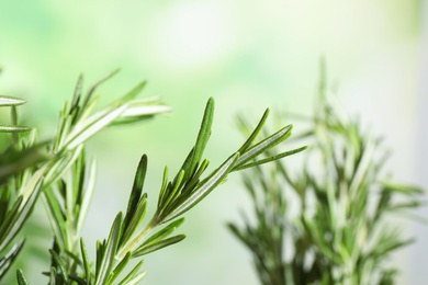 Branches of fresh rosemary on blurred green background, space for text