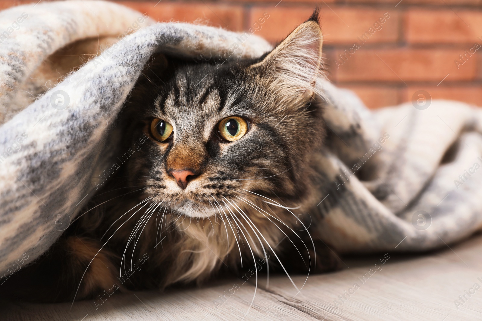 Photo of Cute cat with blanket on floor at home.  Warm and cozy winter