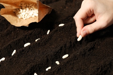 Woman planting beans into fertile soil, closeup. Vegetable seeds