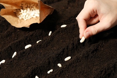 Photo of Woman planting beans into fertile soil, closeup. Vegetable seeds