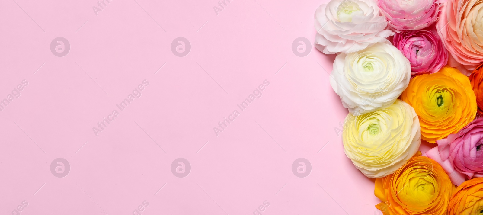 Photo of Beautiful ranunculus flowers on pink background, flat lay. Space for text