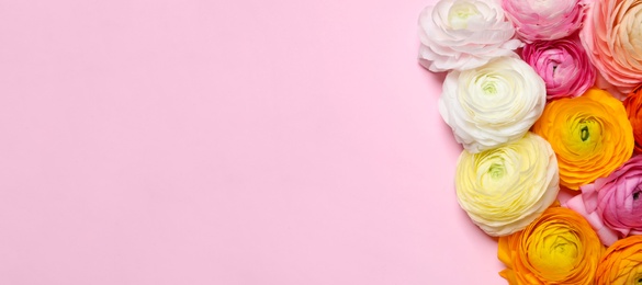 Beautiful ranunculus flowers on pink background, flat lay. Space for text