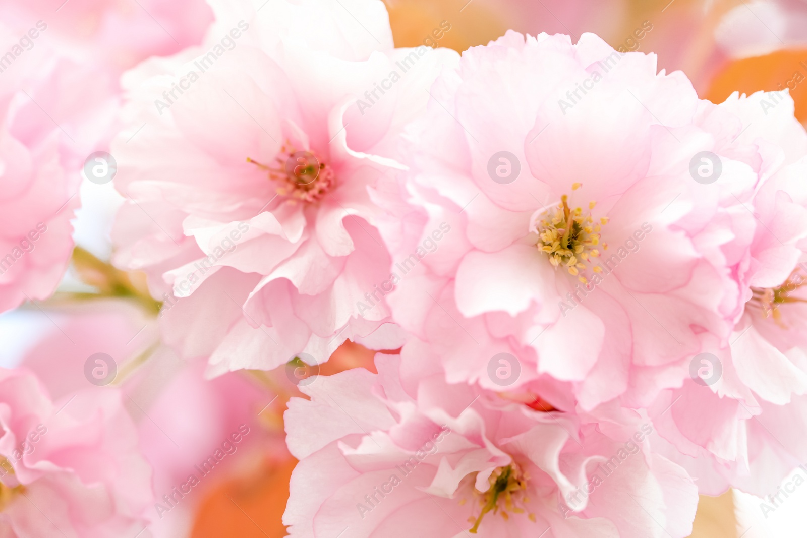 Photo of Beautiful pink flowers of blossoming sakura tree, closeup