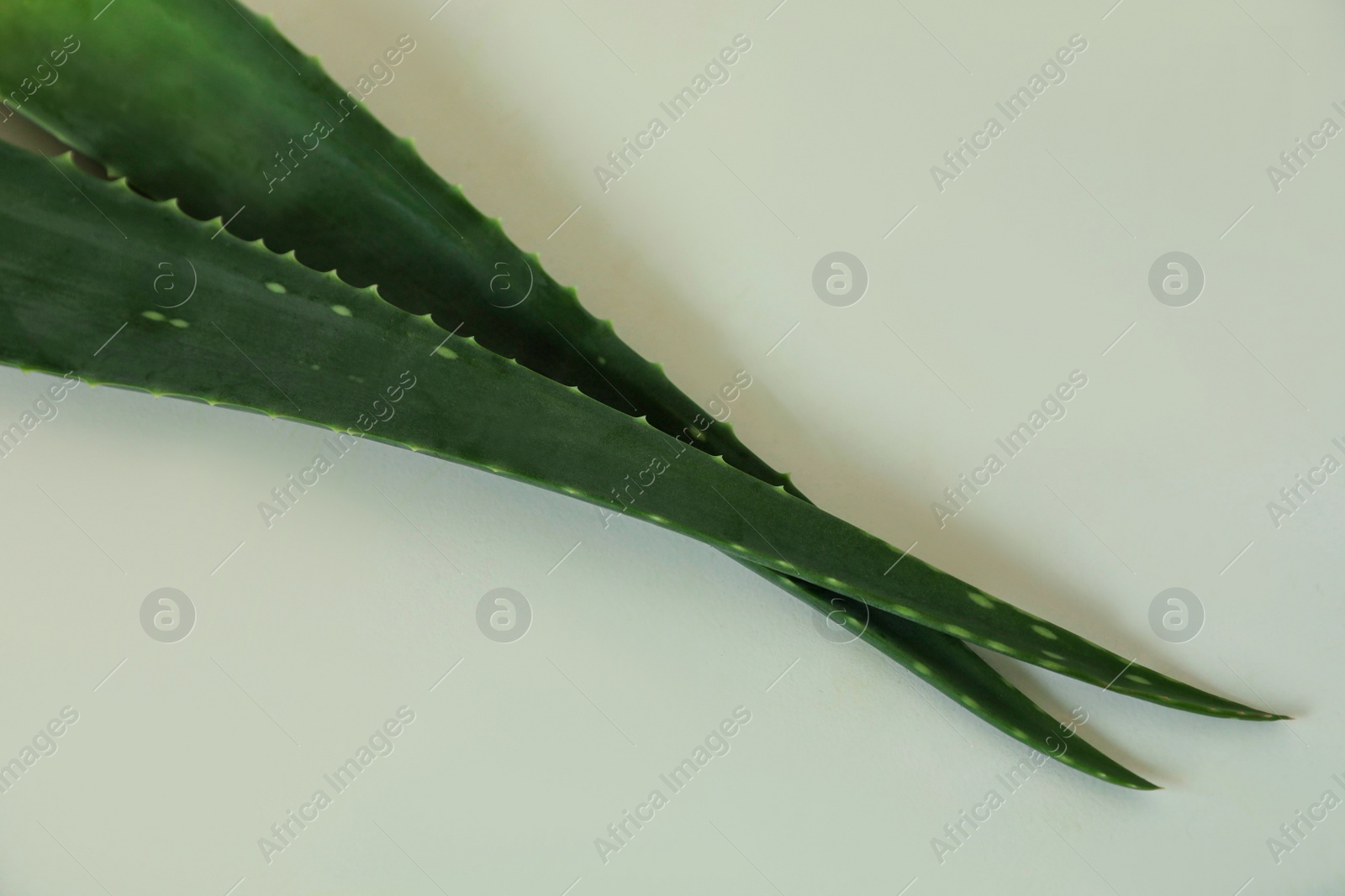 Photo of Green aloe vera leaves on light background, top view