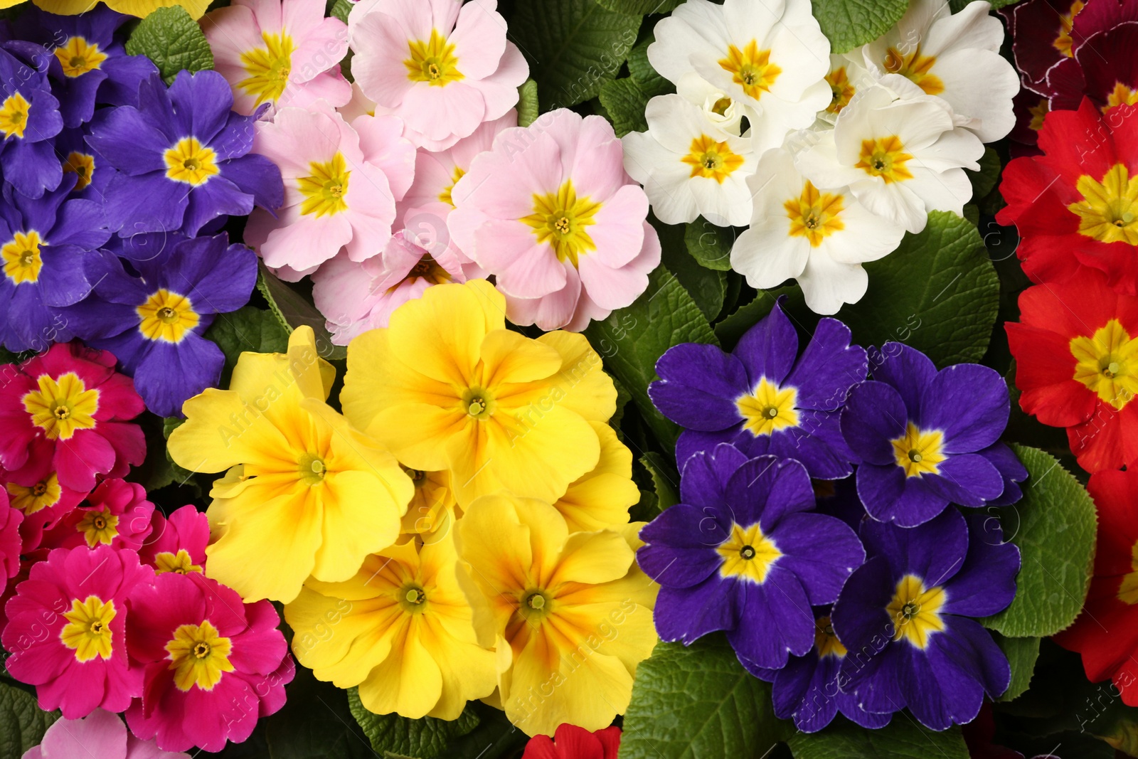 Photo of Beautiful primula (primrose) plants with colorful flowers as background, top view. Spring blossom