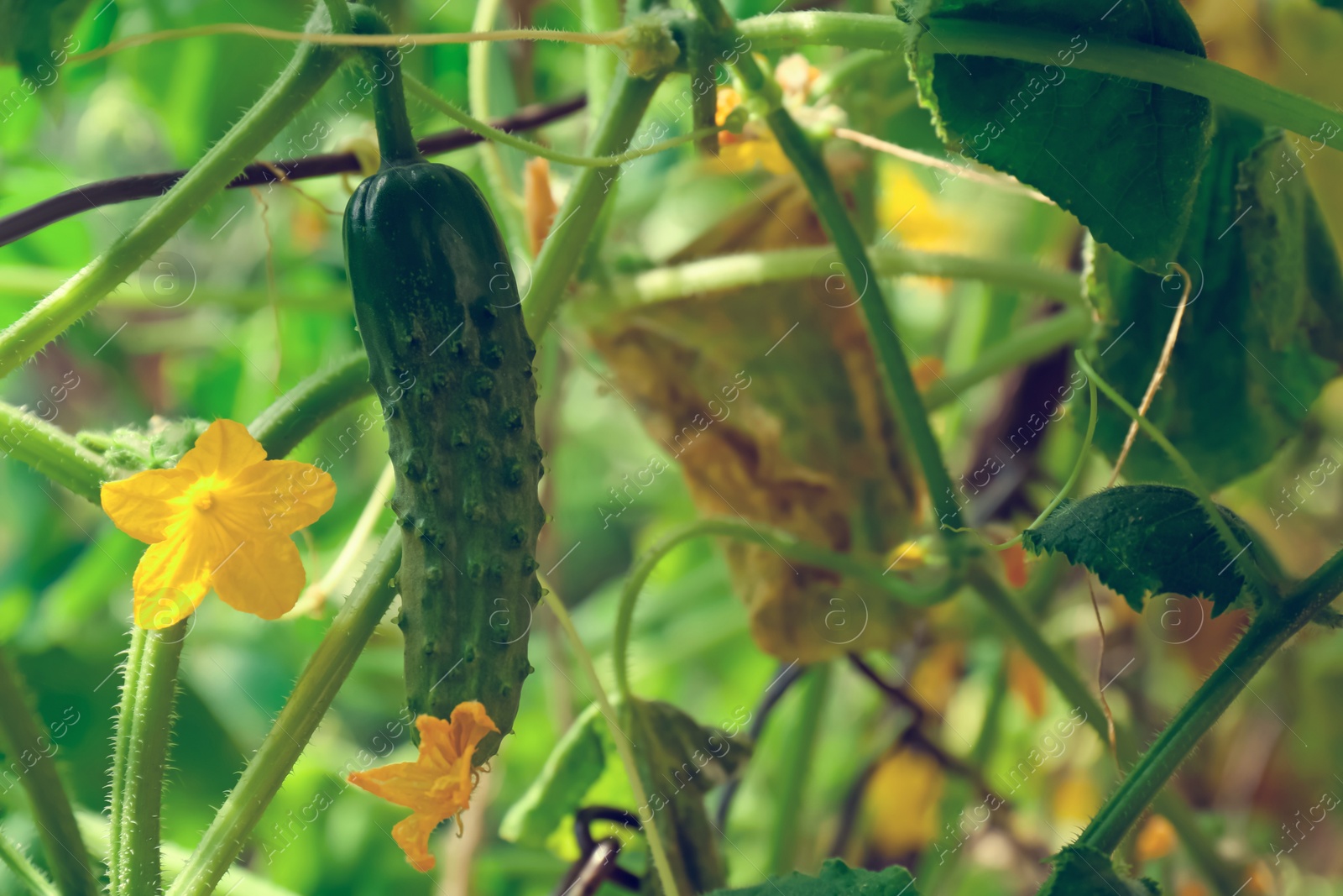 Photo of Closeup view of cucumber ripening in garden on sunny day