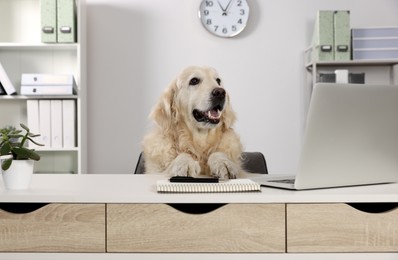 Photo of Cute retriever sitting at table near laptop in office. Working atmosphere