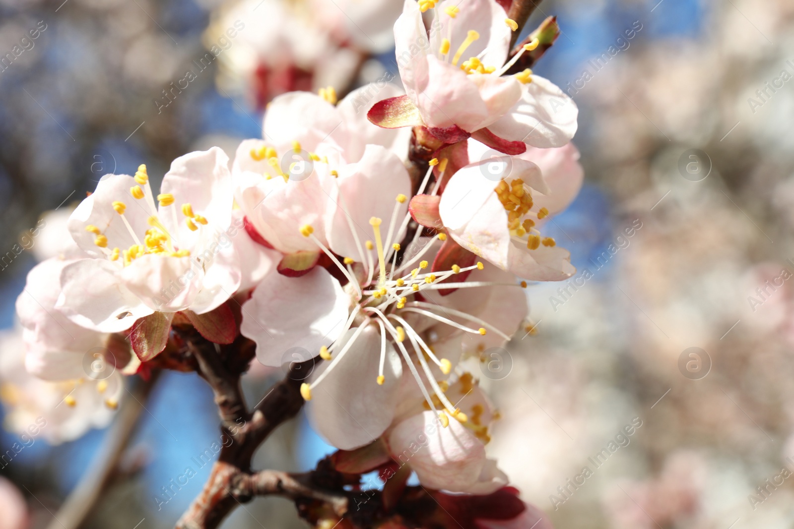 Photo of Closeup view of blossoming apricot tree on sunny day outdoors. Springtime