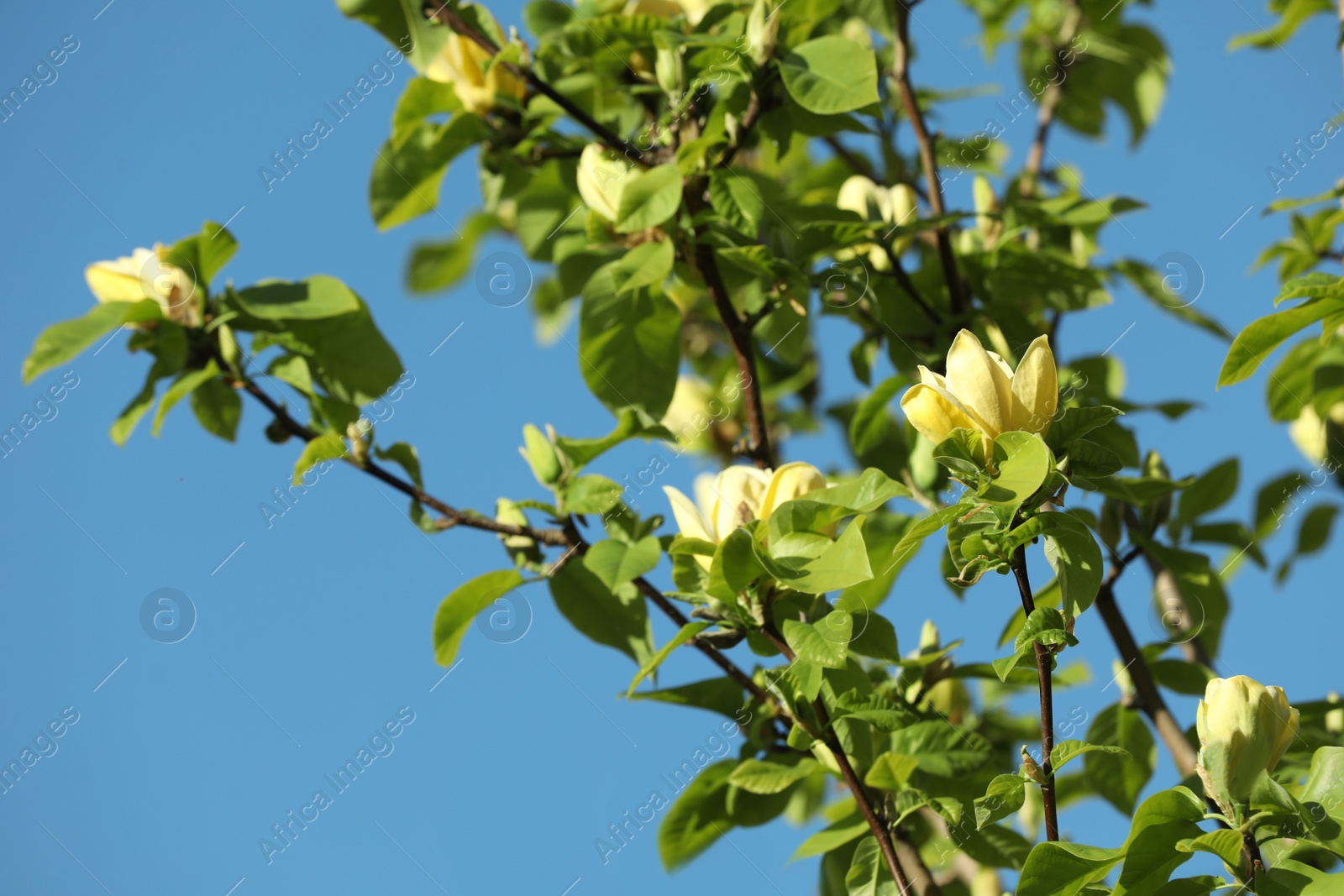 Photo of Magnolia tree with beautiful flowers against blue sky on sunny day, closeup