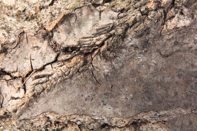 Photo of Closeup viewtree bark as background