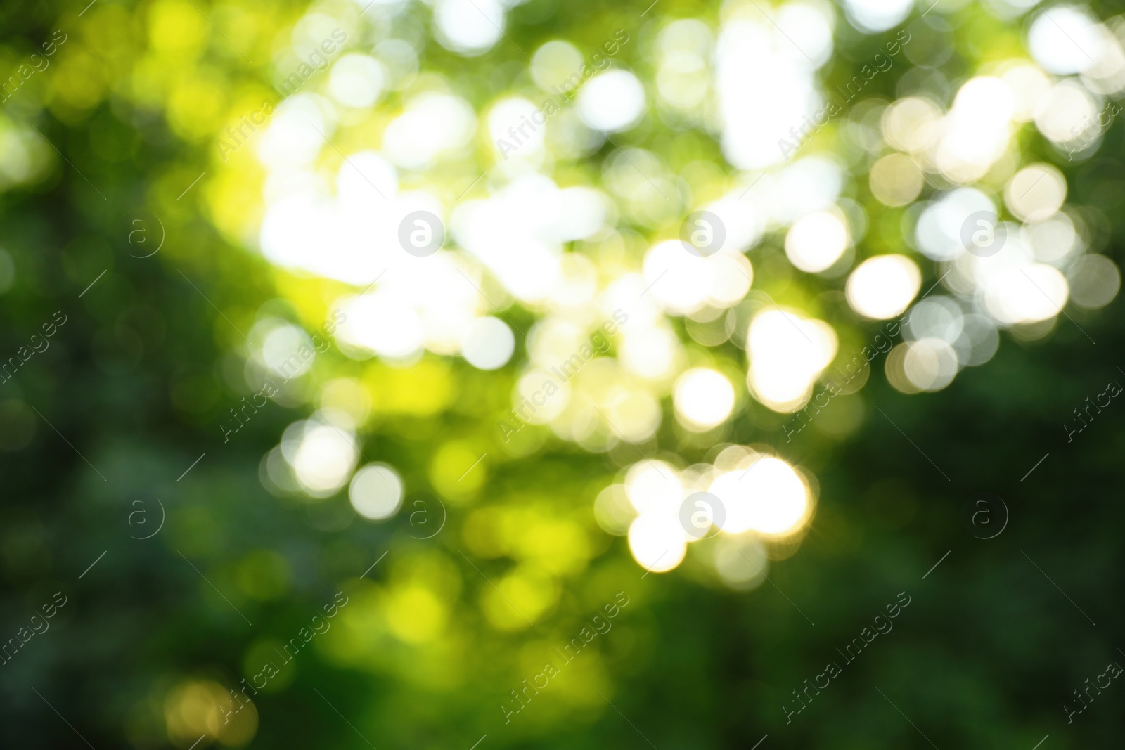 Photo of Blurred view of abstract green background. Bokeh effect