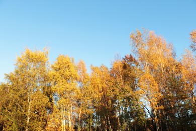 Photo of Beautiful trees with bright leaves against sky on autumn day