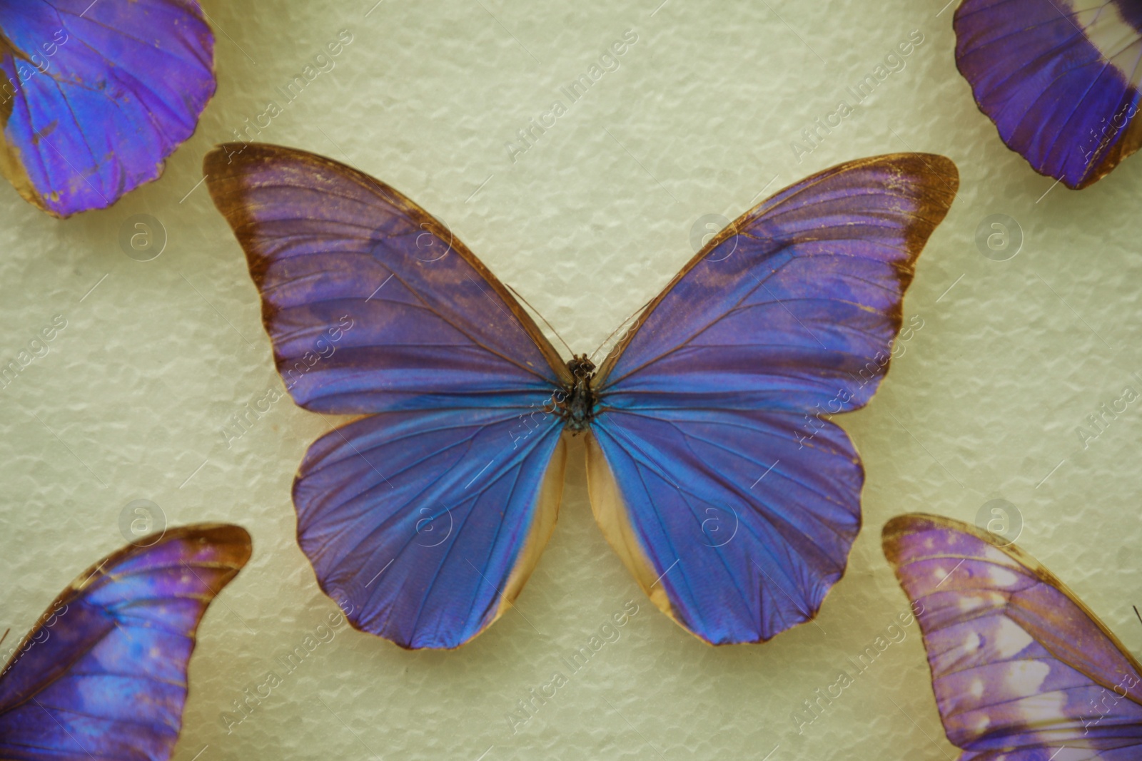 Photo of Beautiful Morpho anaxibia butterfly on white background