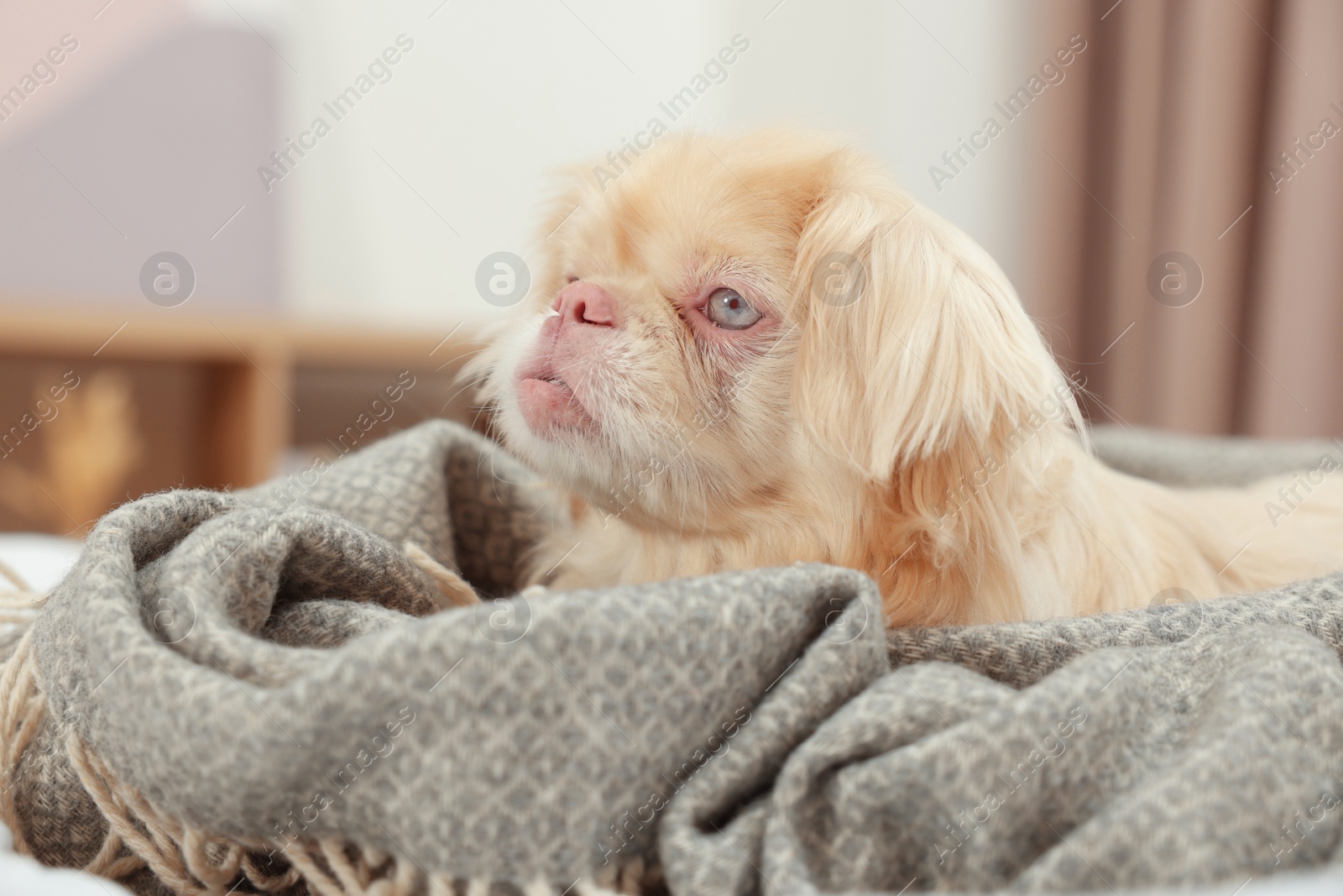 Photo of Cute Pekingese dog wrapped in blanket on bed indoors