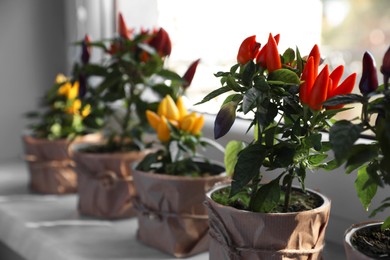 Photo of Capsicum Annuum plants. Many potted multicolor Chili Peppers on windowsill indoors, space for text