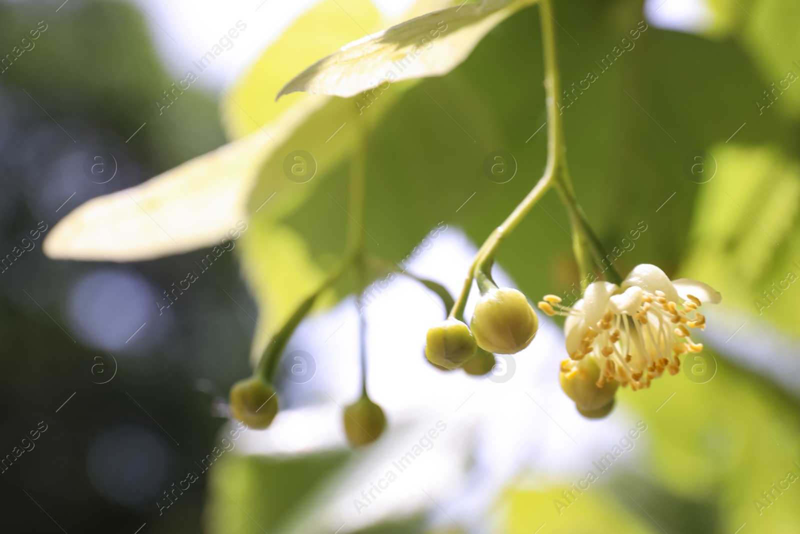 Photo of Closeup view of linden tree with fresh young green leaves and blossom outdoors on spring day