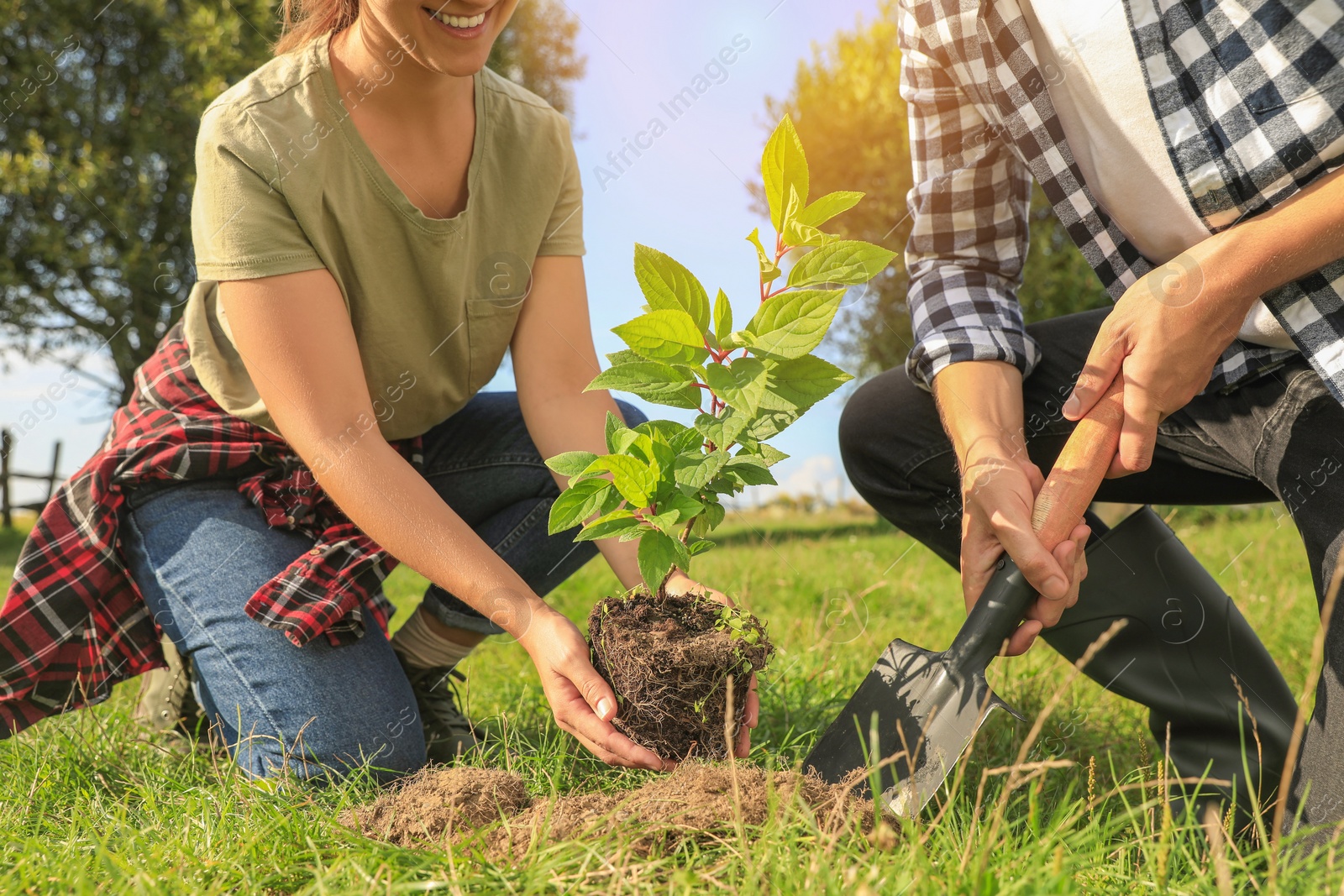 Photo of Couple planting young green tree together outdoors, closeup