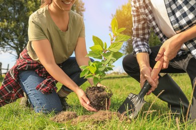 Couple planting young green tree together outdoors, closeup