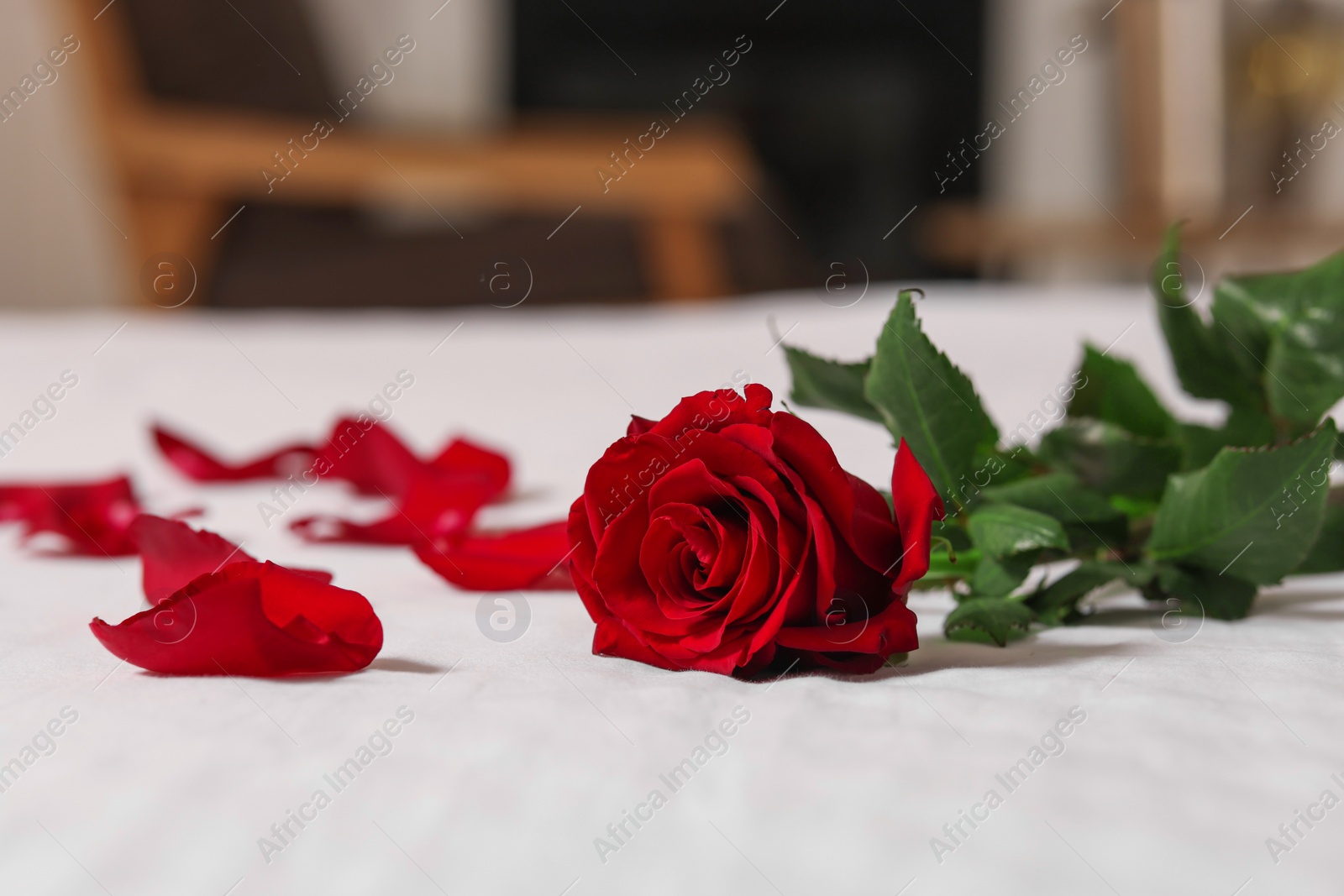 Photo of Honeymoon. Beautiful rose flower and petals on bed in room, closeup