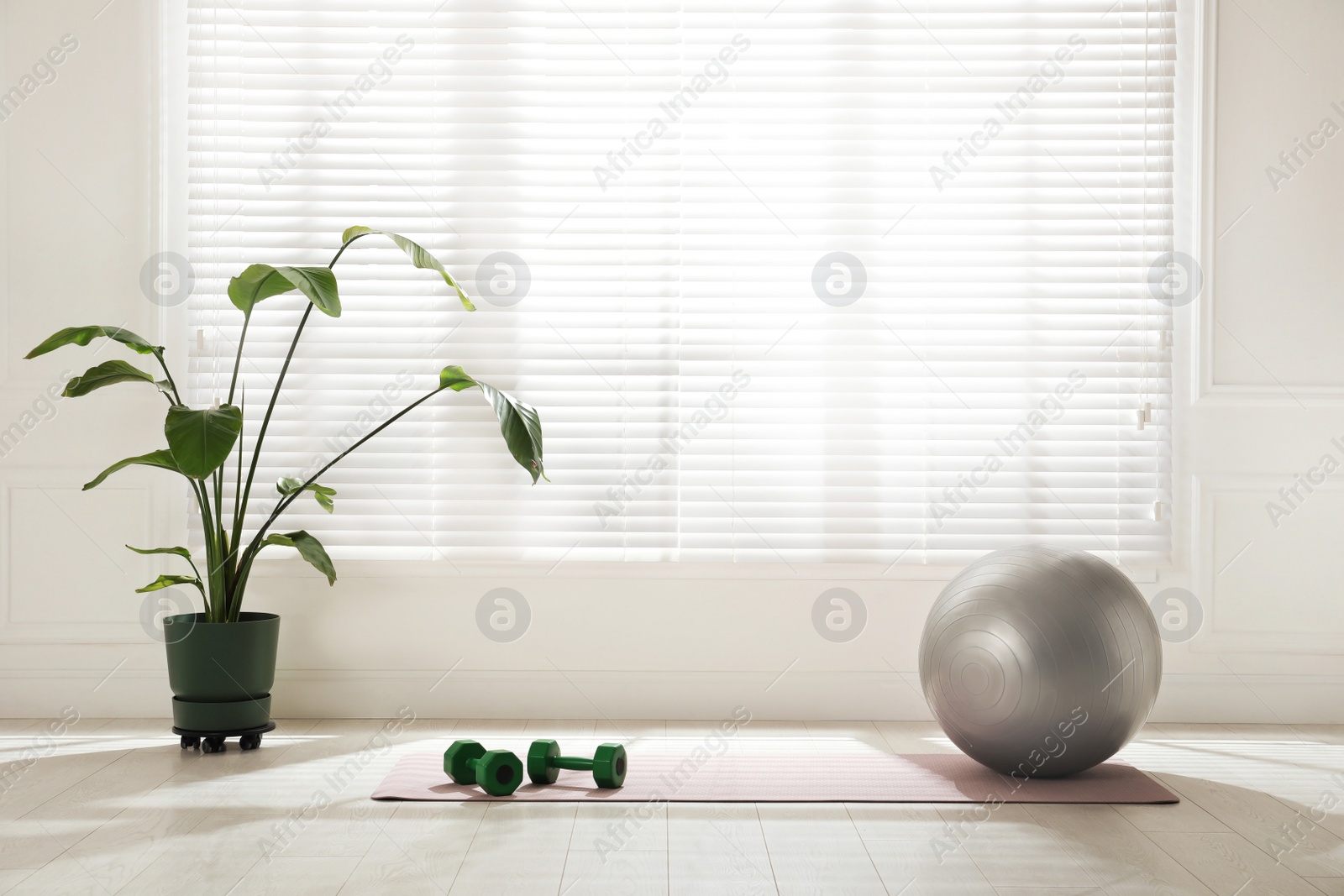 Photo of Exercise mat, dumbbells, fitness ball and houseplant near window in spacious room