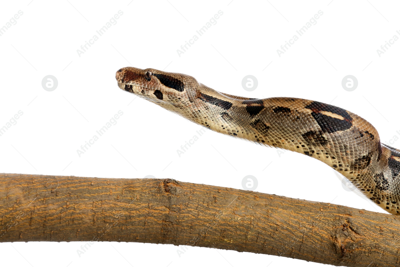 Photo of Brown boa constrictor on tree branch against white background