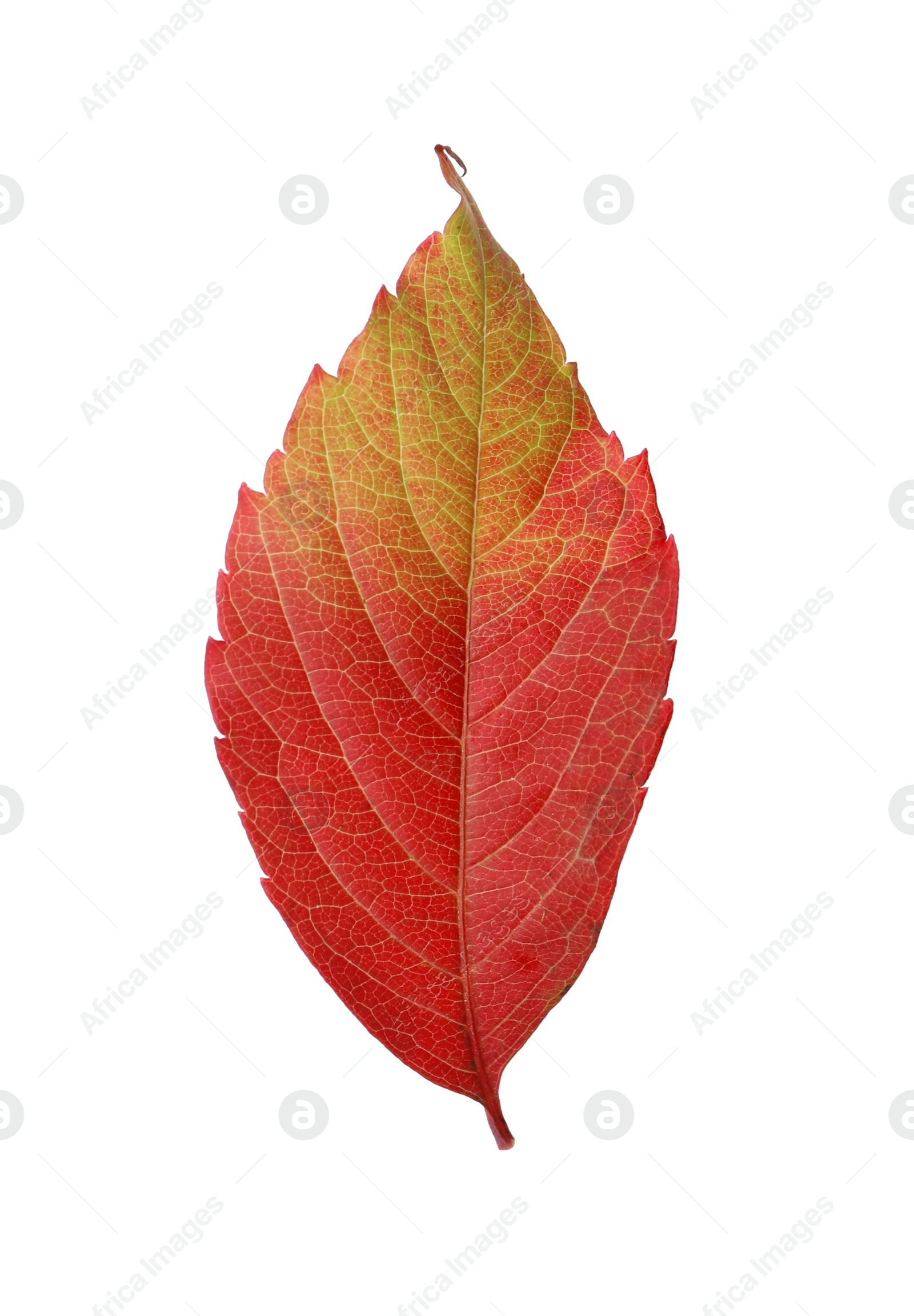 Photo of Beautiful leaf isolated on white. Autumn season