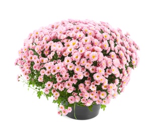 Photo of Beautiful chrysanthemum flowers in pot on white background