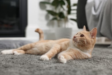 Cute ginger cat lying on grey carpet at home