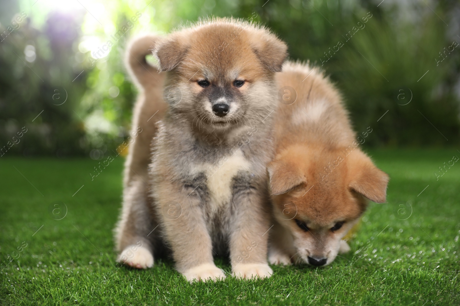 Photo of Adorable Akita Inu puppies on green grass outdoors