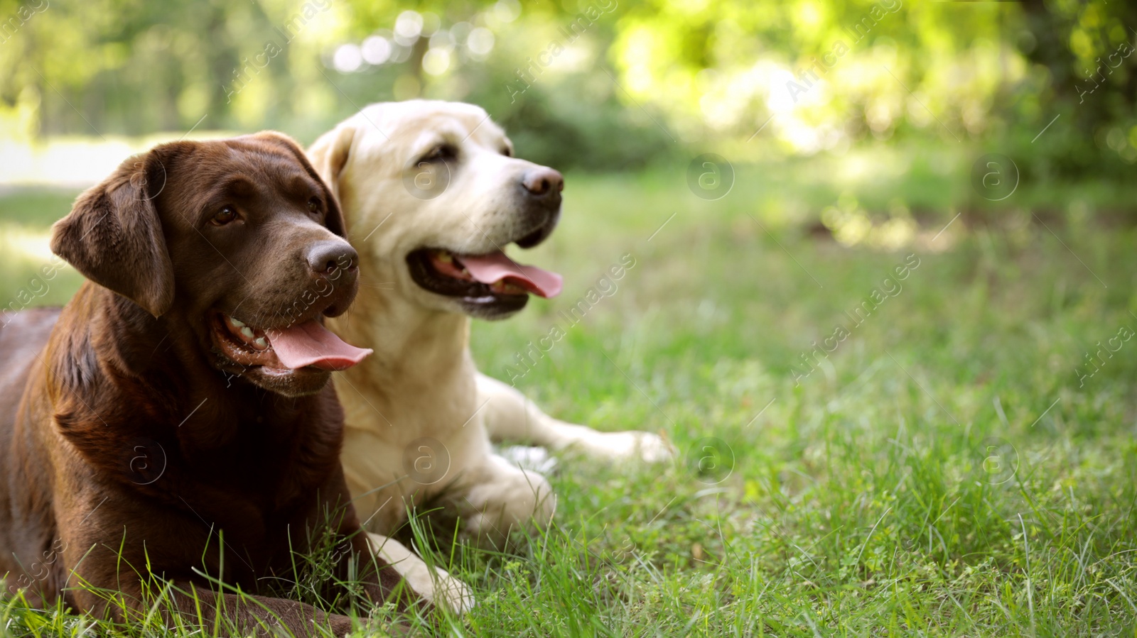 Photo of Cute Labrador Retriever dogs on green grass in summer park. Space for text