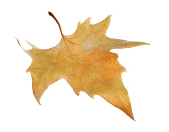 Beautiful autumn leaf on white background. Fall foliage