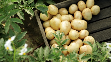 Photo of Wooden crate with raw potatoes in field, above view