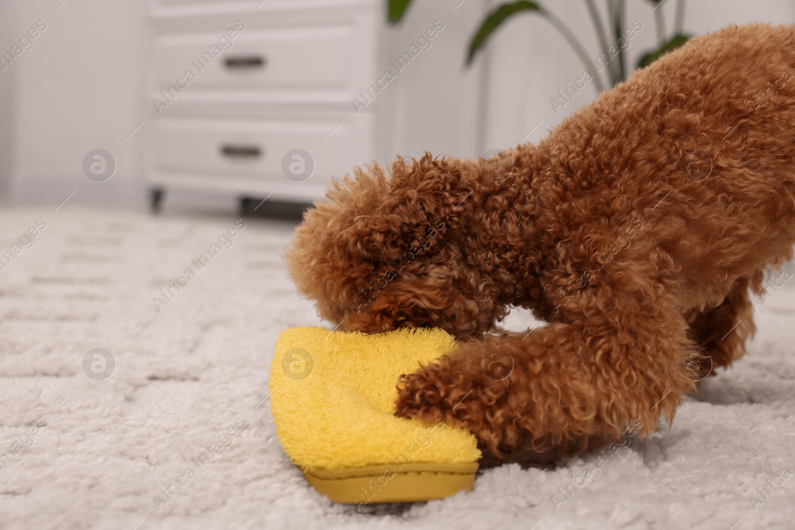 Photo of Cute Maltipoo dog gnawing yellow slipper at home, space for text. Lovely pet