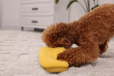 Photo of Cute Maltipoo dog gnawing yellow slipper at home, space for text. Lovely pet