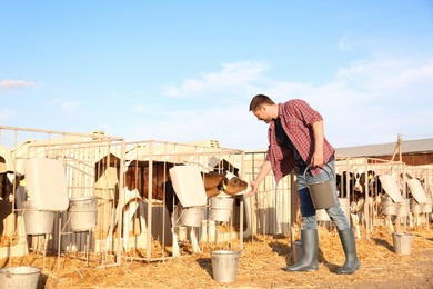 Worker stroking little calf on farm. Animal husbandry