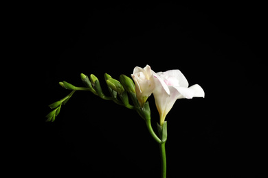 Beautiful tender freesia flower on black background