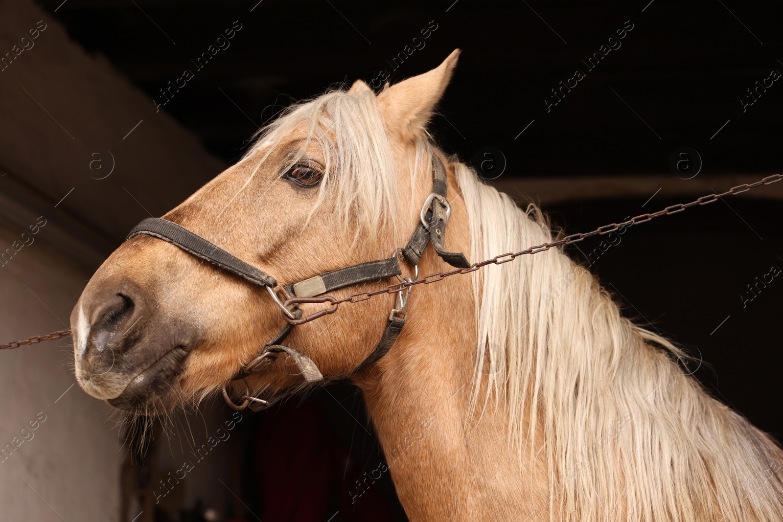 Photo of Adorable horse with bridles in stable. Lovely domesticated pet