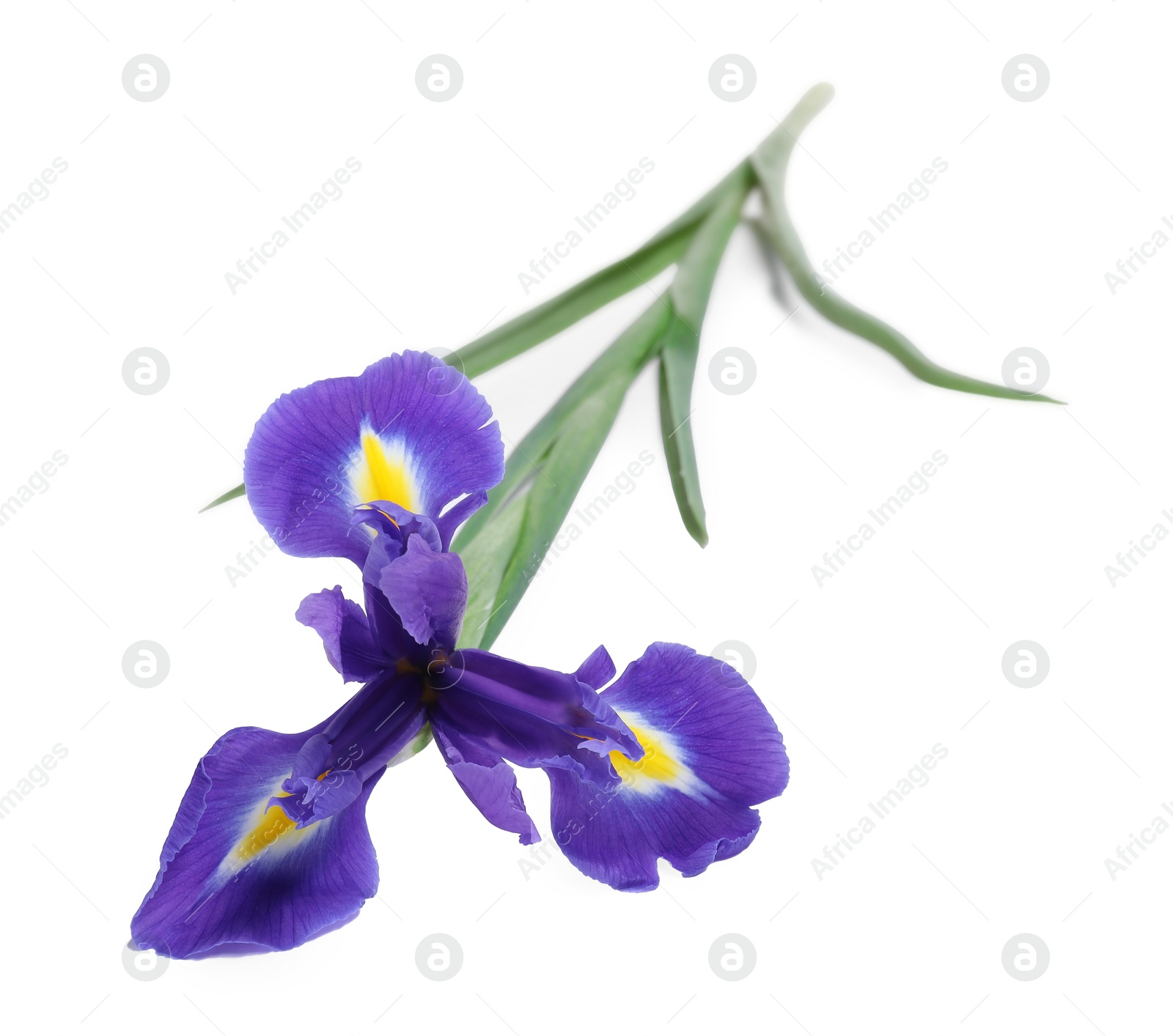 Photo of Beautiful violet iris flower isolated on white